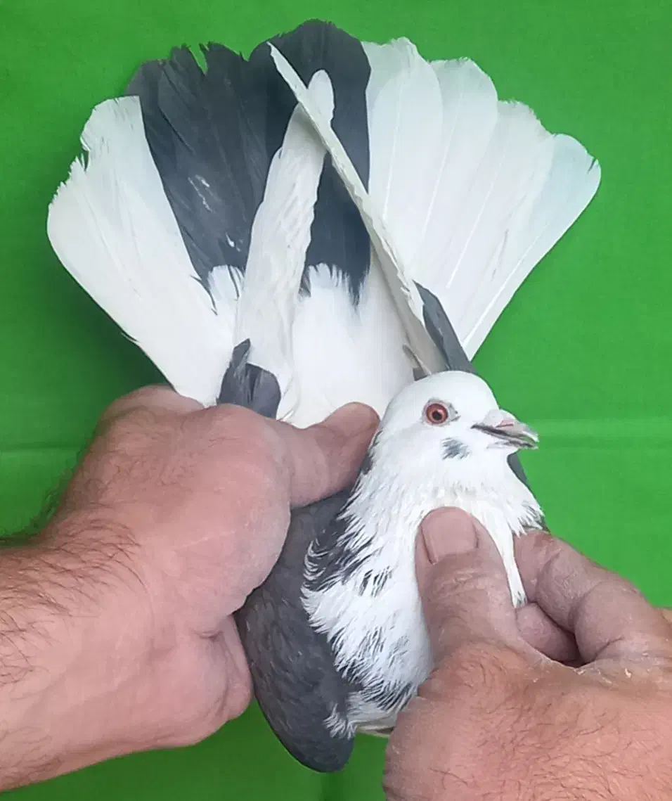 گرفتنی ۸تا یکجا|پرنده|تهران, مولوی|دیوار