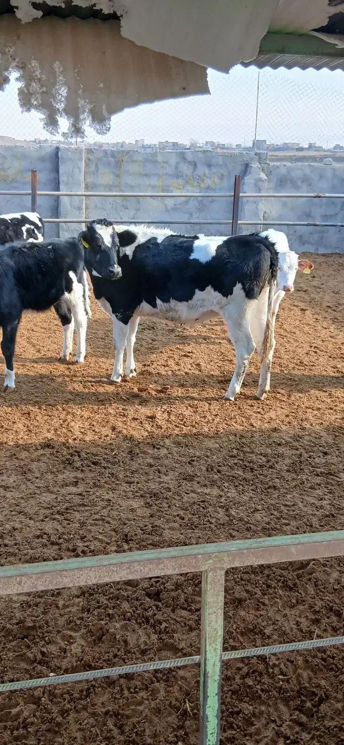 گوساله ماده تلیسه|حیوانات مزرعه|مشهد, یاس|دیوار