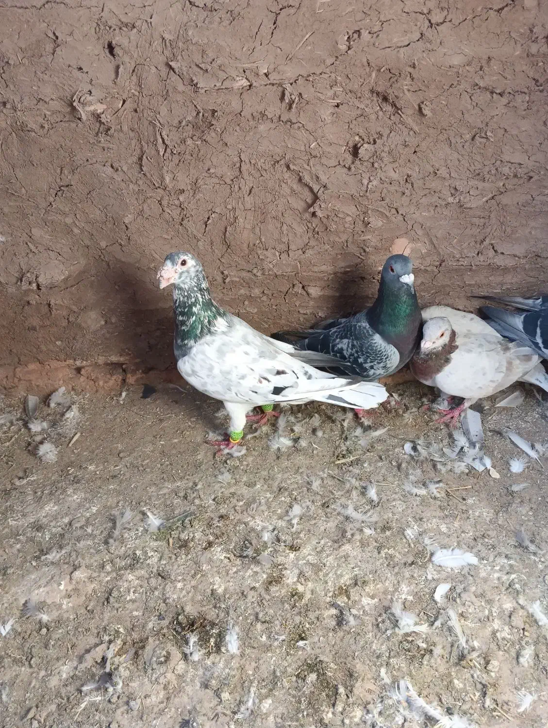 کفترا داورزن|پرنده|داورزن, |دیوار