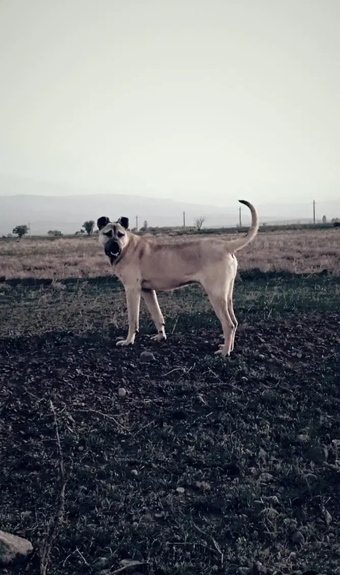 سگ سرابی|سگ|مهربان, |دیوار