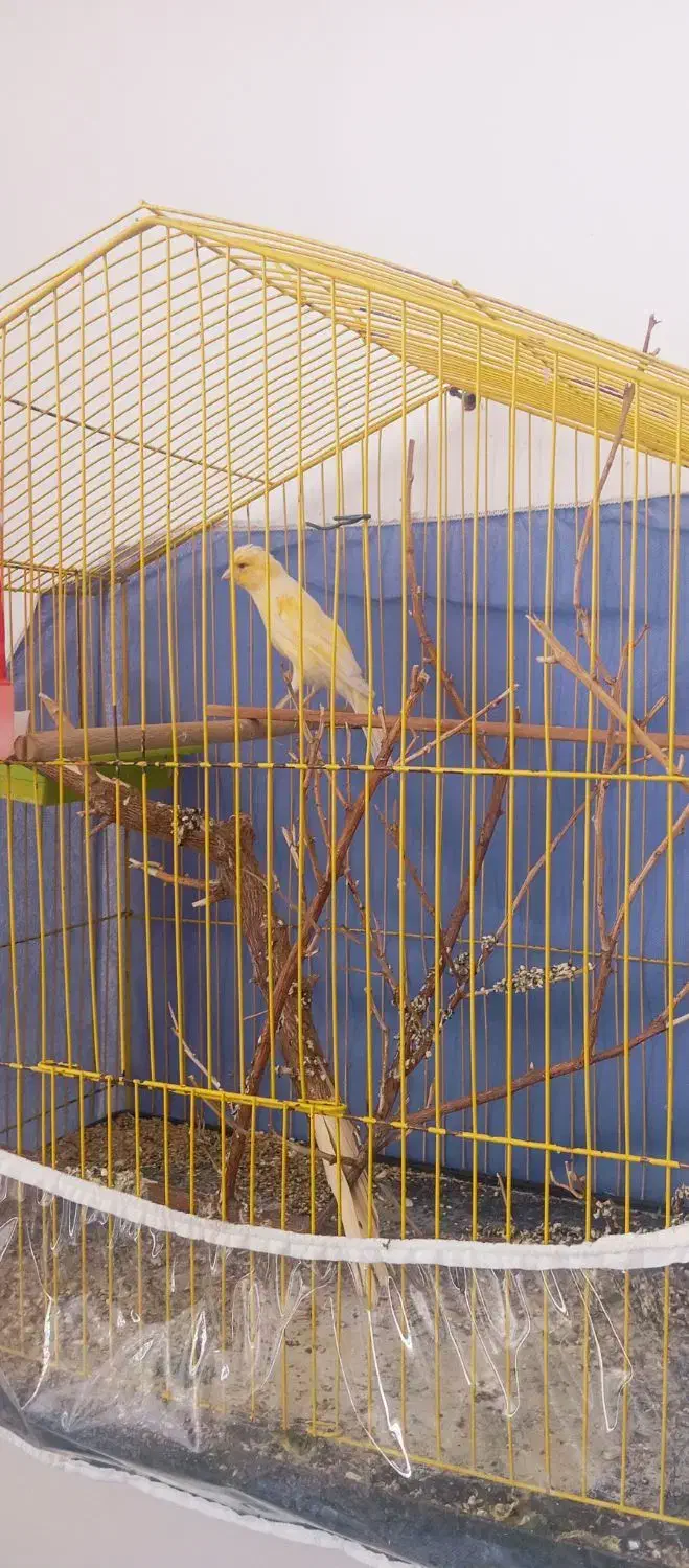 قناری نر|پرنده|نرماشیر, |دیوار