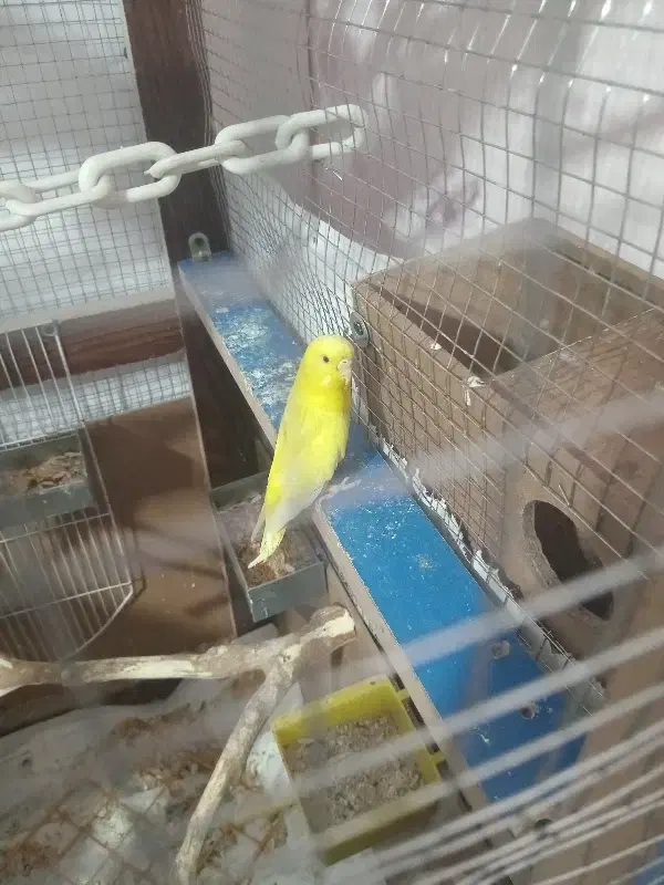 فروشی|پرنده|تهران, شهرک خرازی|دیوار