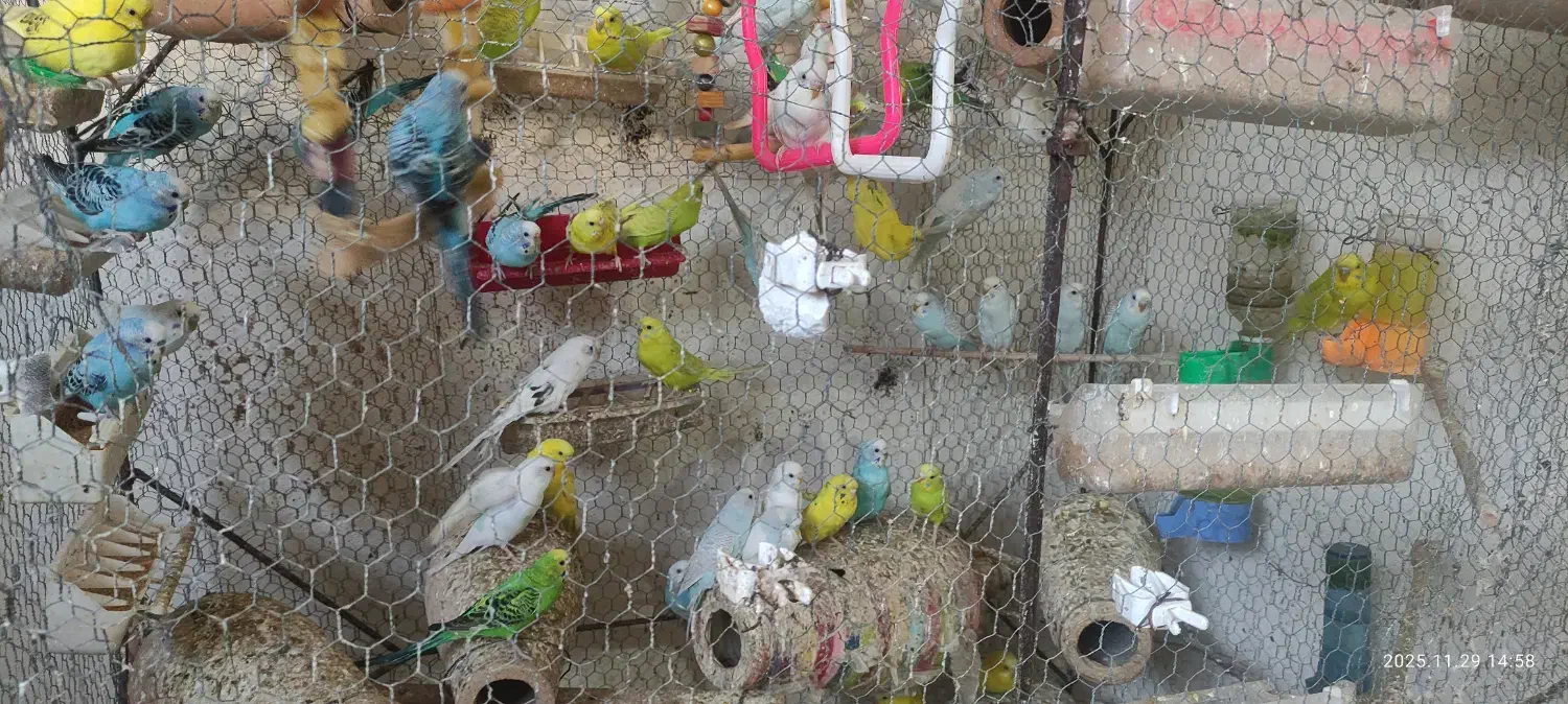 مرغ عشق|پرنده|بندر گز, |دیوار