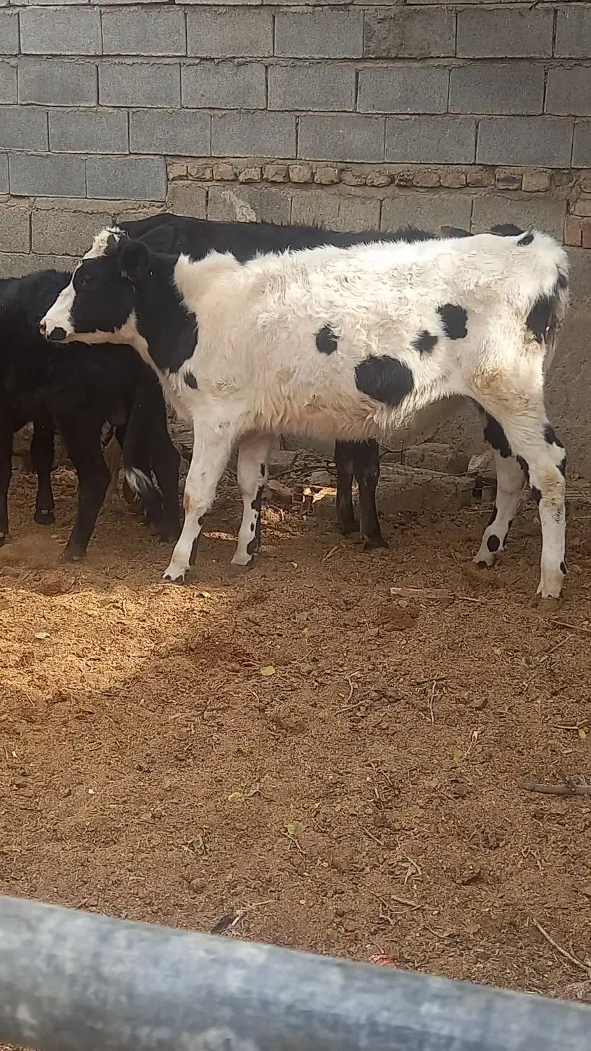 گوساله دو رگ|حیوانات مزرعه|شیراز, جرسقان|دیوار