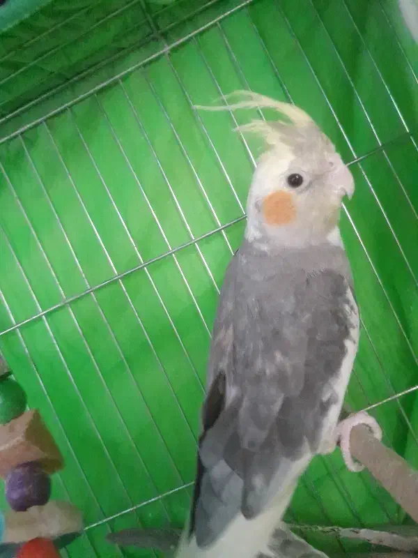 عروس هلندی جفت|پرنده|سبزوار, زینبیه|دیوار