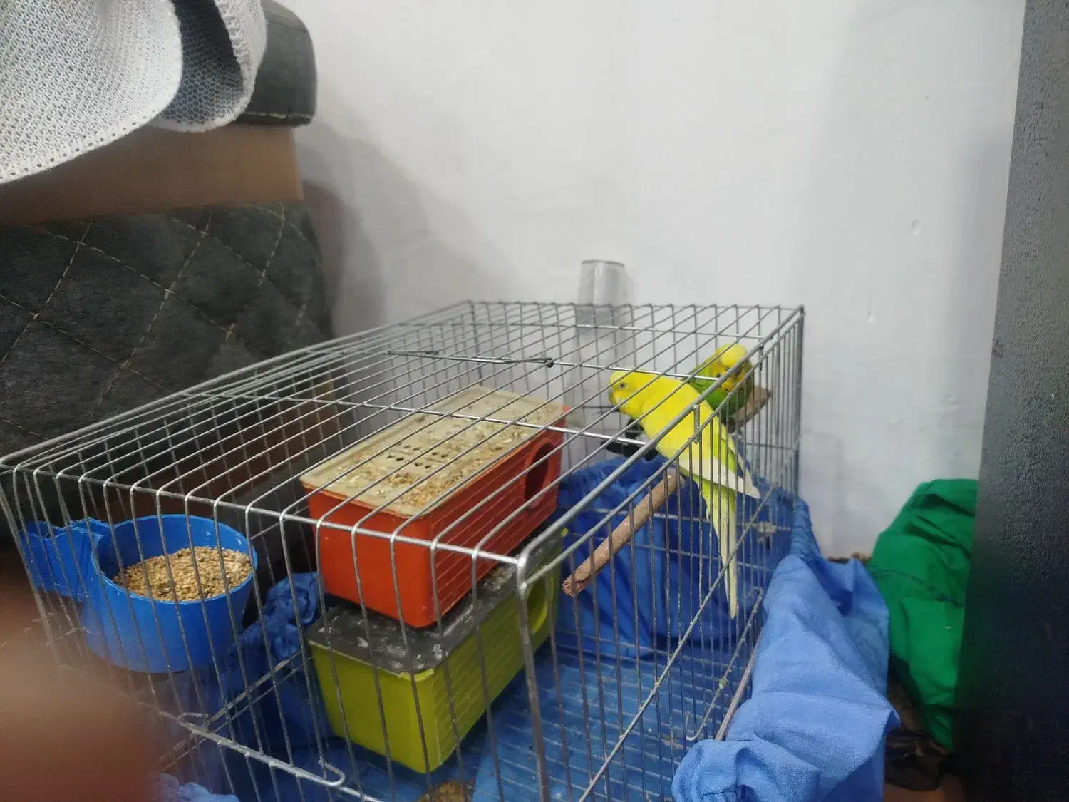 مرغ عشق|پرنده|جوانرود, |دیوار