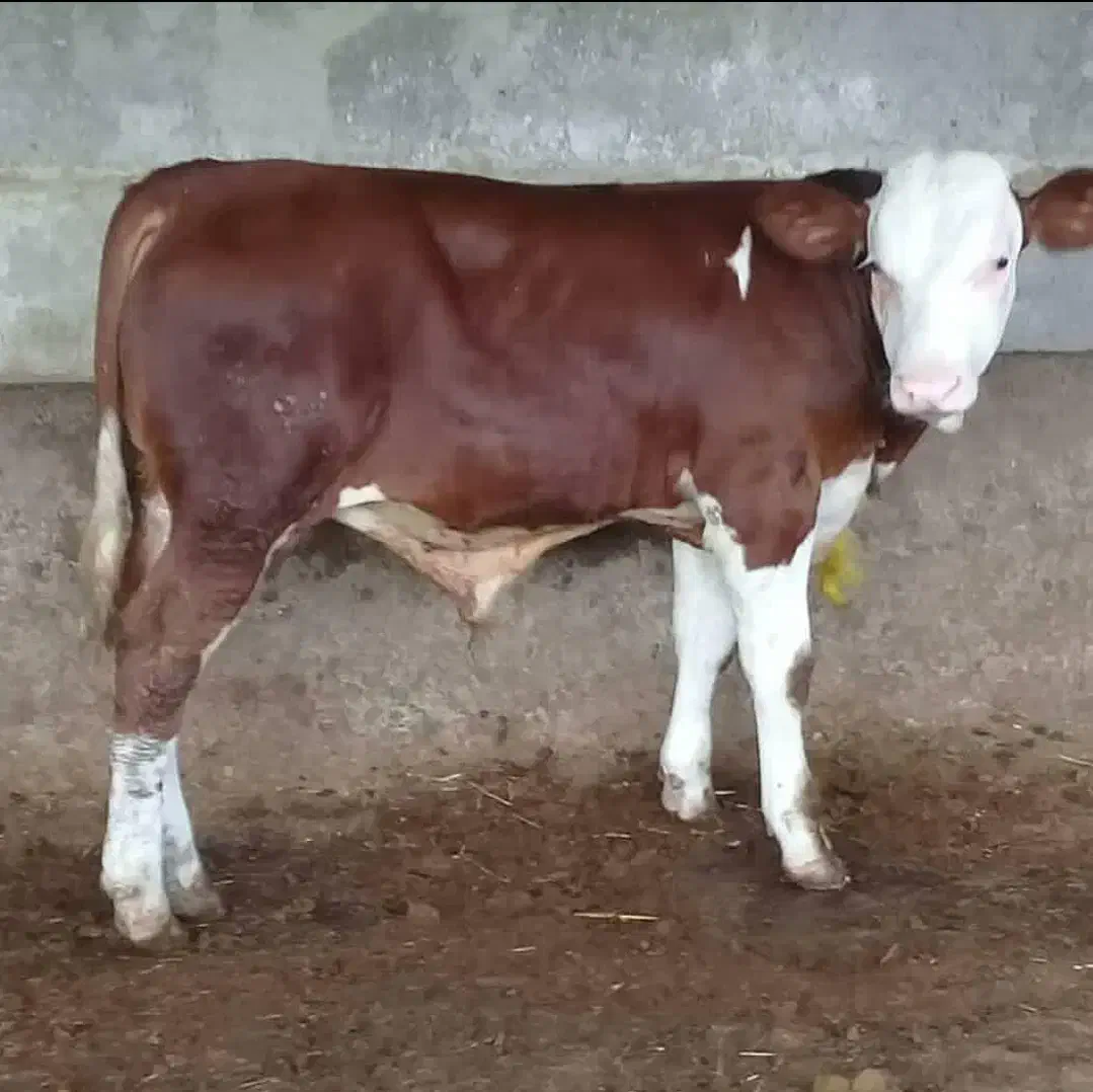 فروش انواع گوساله با نژاد بالا|حیوانات مزرعه|ری, شهرک نظامی|دیوار