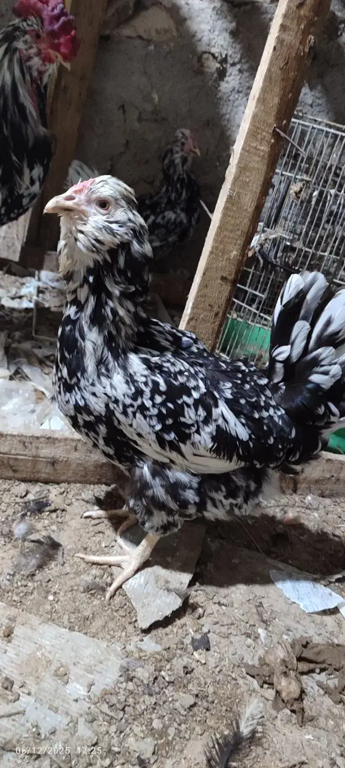 تخم مرغ گلین|حیوانات مزرعه|دلوار, |دیوار