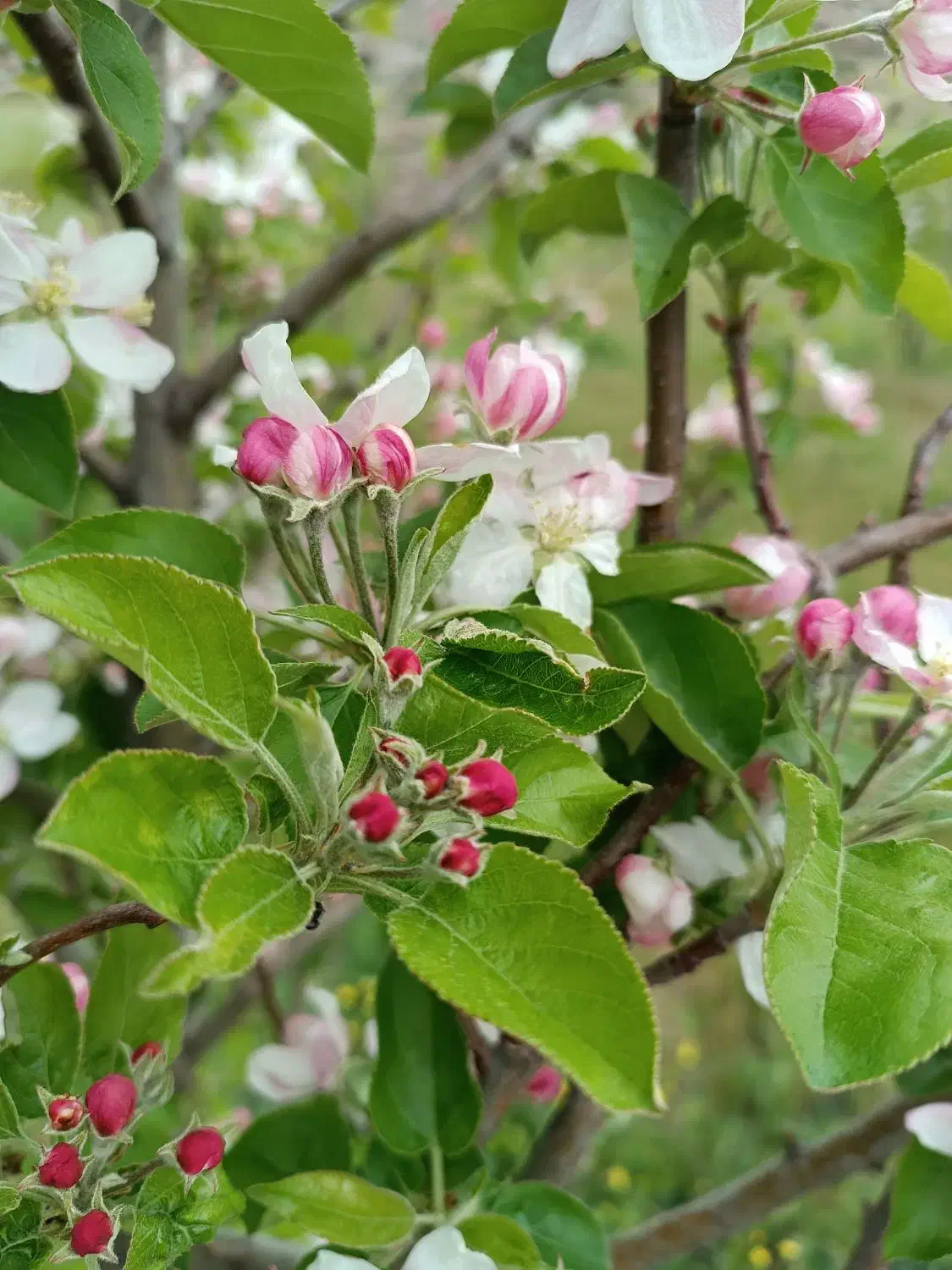 زمین در روستای گرده وباغ ۵۰۰۰متری در میرزانق|فروش زمین و ملک کلنگی|عنبران, |دیوار