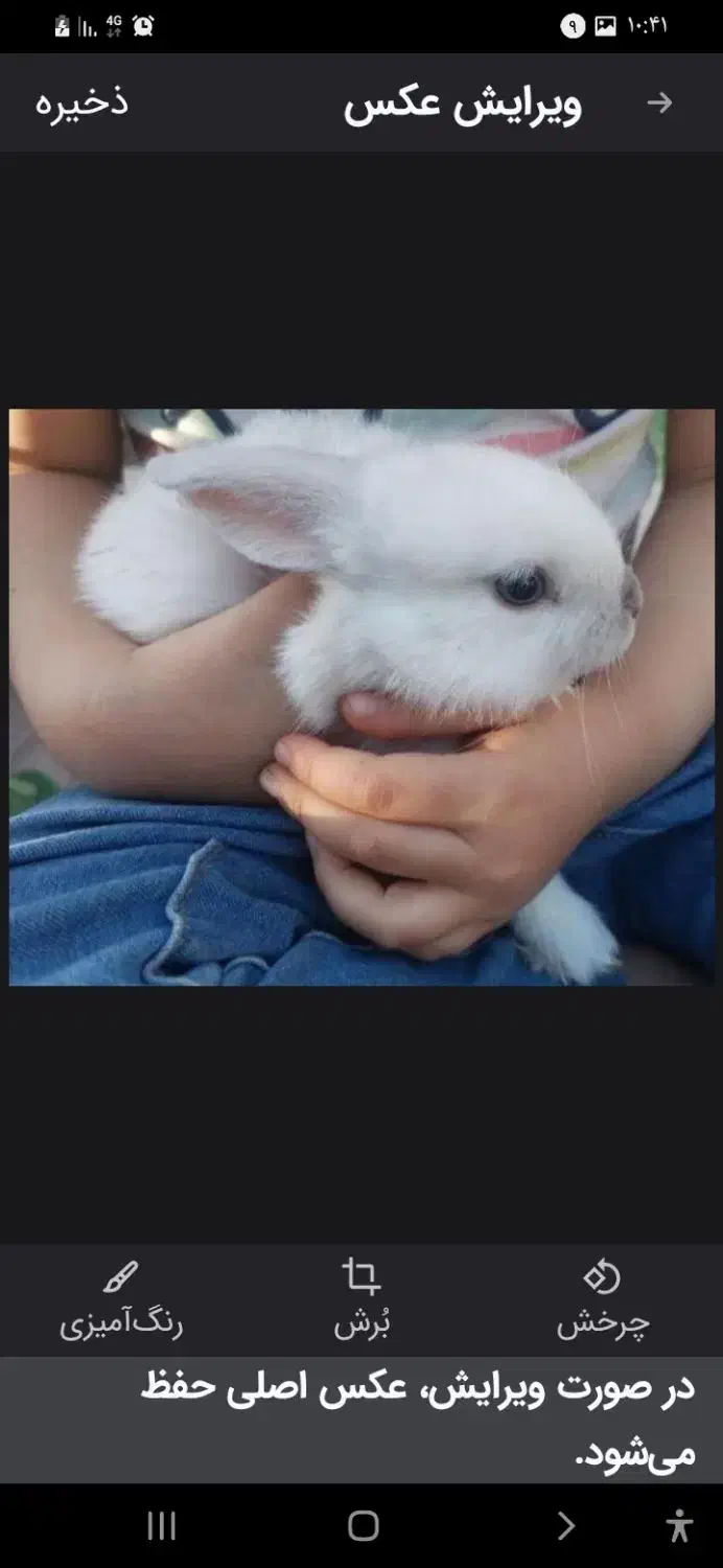 حراج بچه خرگوش|موش و خرگوش|یزد, |دیوار