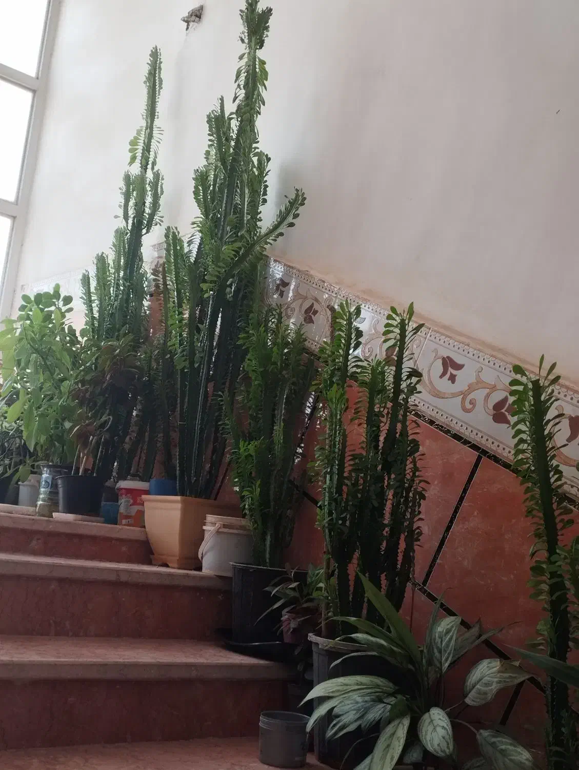 سلام گلها بعلت کمبود جا زیر قیمت بفروش میرسد|گل و گیاه طبیعی|یاسوج, |دیوار