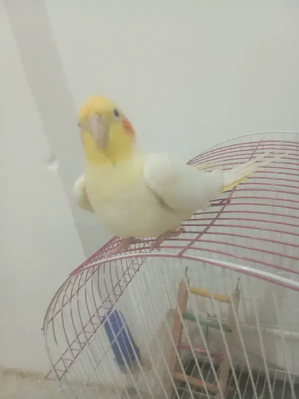 عروس هلندی|پرنده|گالیکش, |دیوار