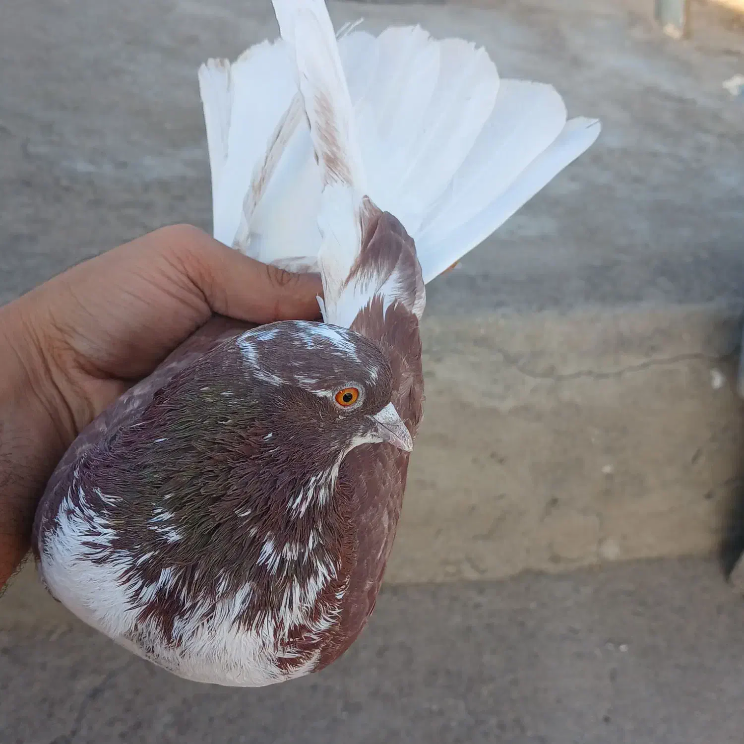 کفتر تزمینی|پرنده|گیلوان, |دیوار