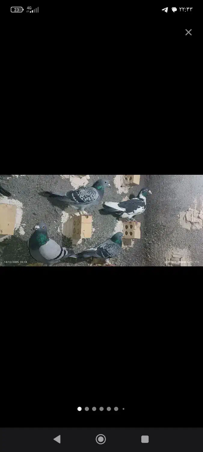 گم شده پلنگ سیاه|پرنده|مشهد, ایثار|دیوار