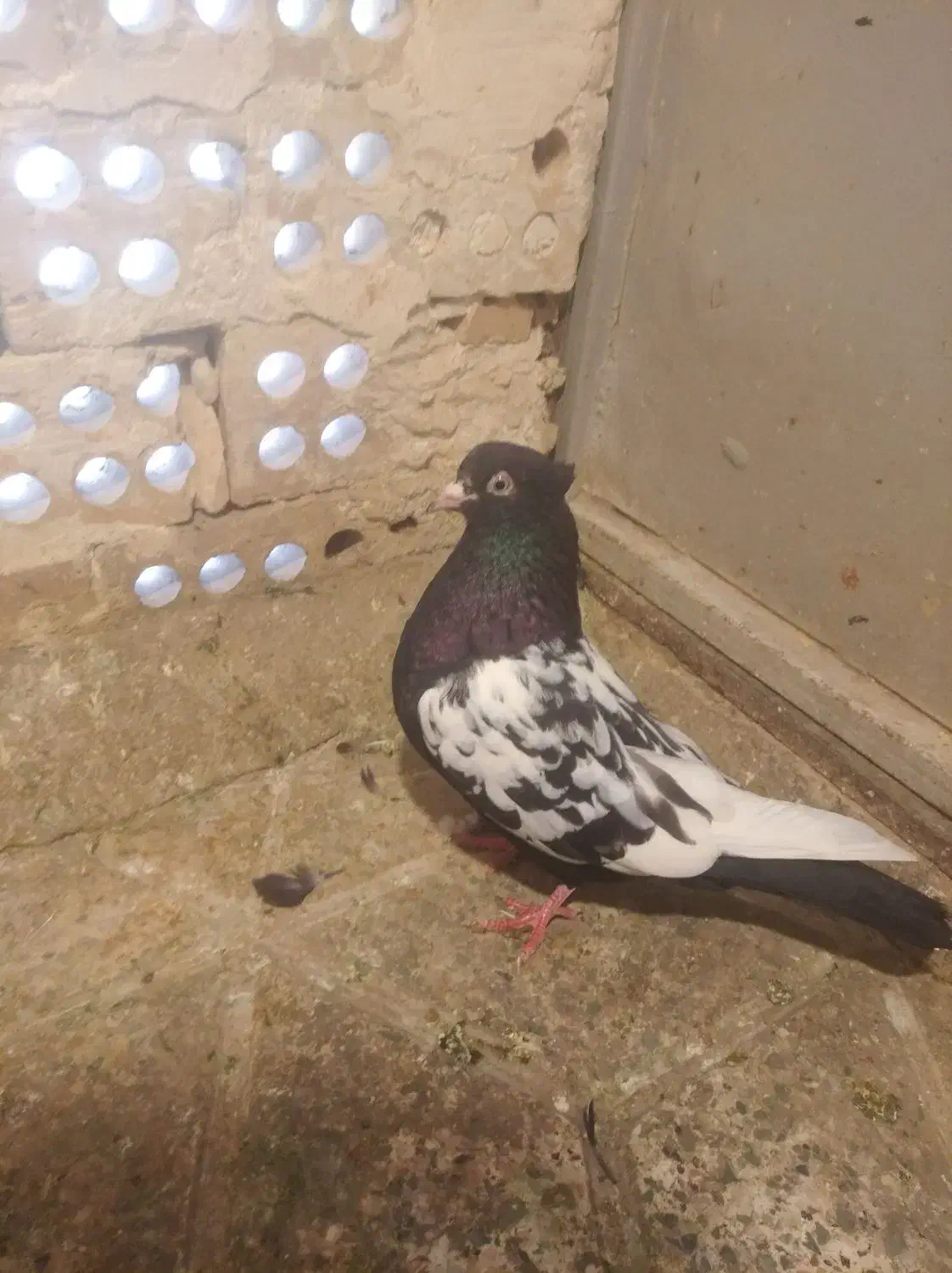 سینه سیاه|پرنده|مشهد, هفده شهریور|دیوار