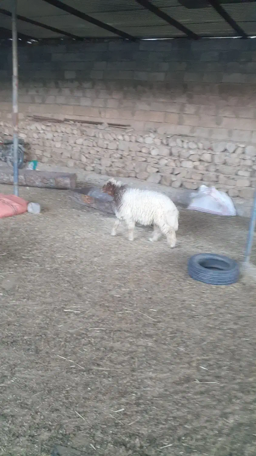 بره|حیوانات مزرعه|هندمینی, |دیوار