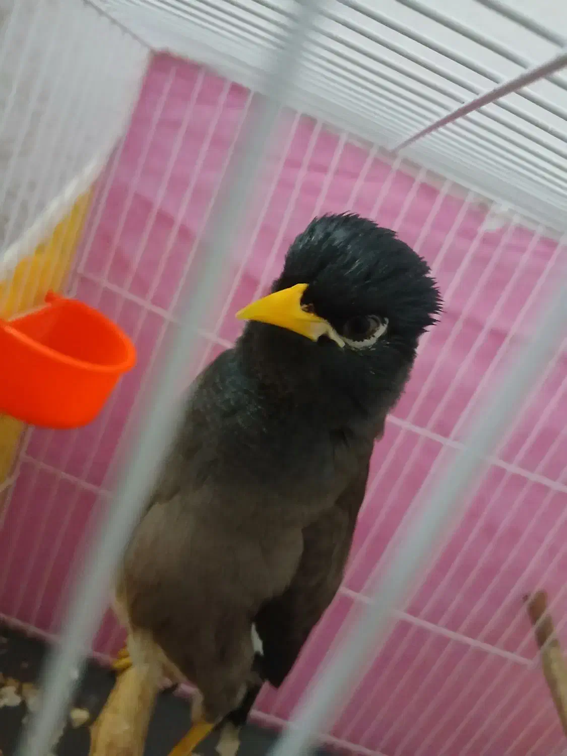 مینا خوشگل جوان|پرنده|مشهد, رده|دیوار