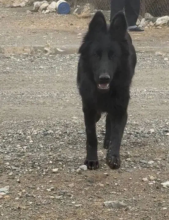 ژرمن شپرد اصیل مشکی ۸ ماهه|سگ|کرمانشاه, |دیوار