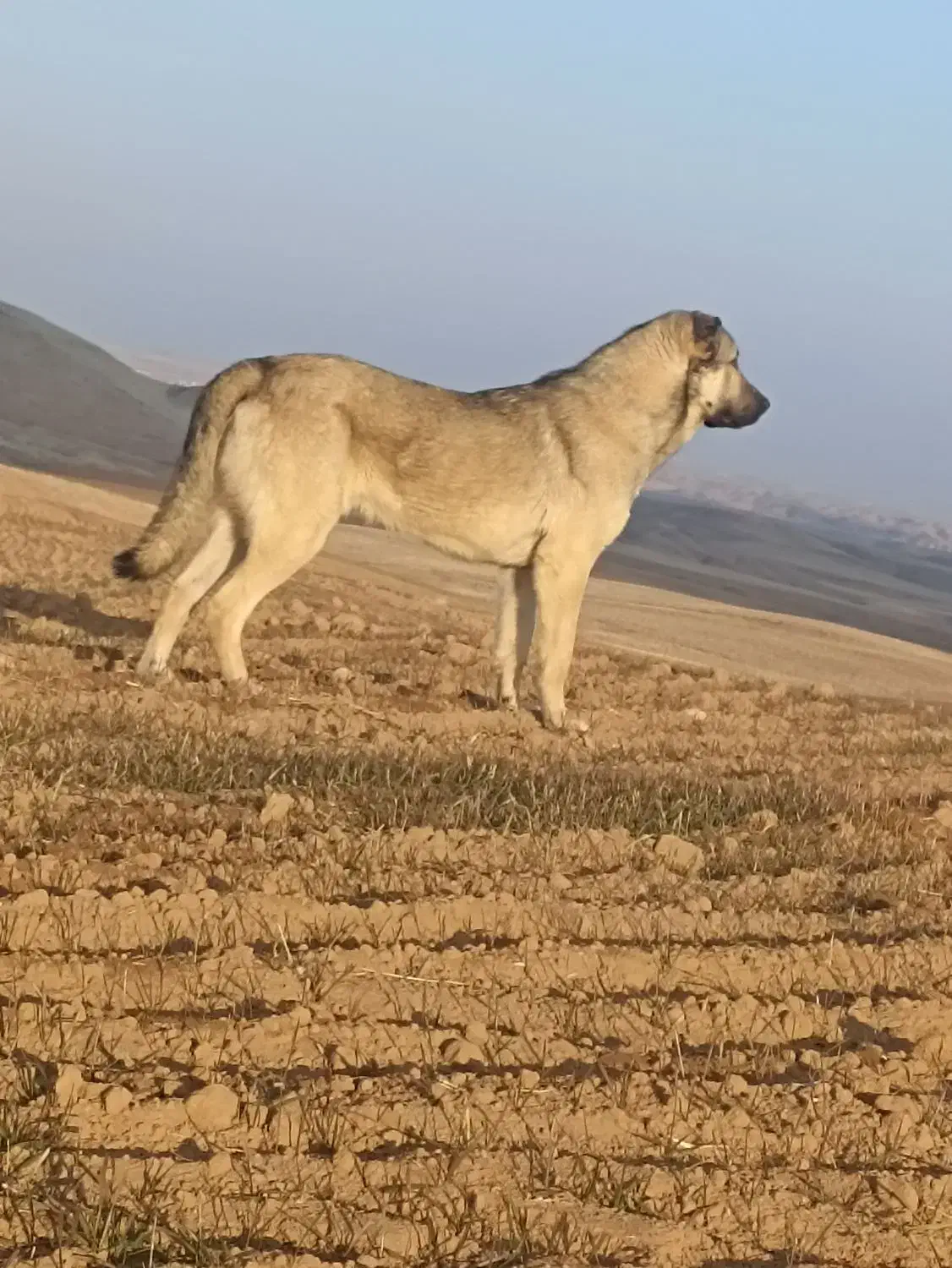 پژدر|سگ|بیجار, |دیوار