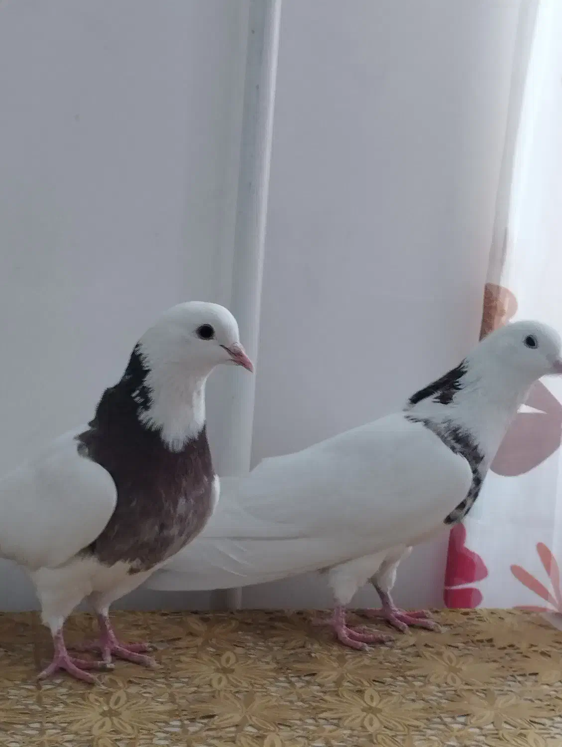 طوقی|پرنده|کبودرآهنگ, |دیوار