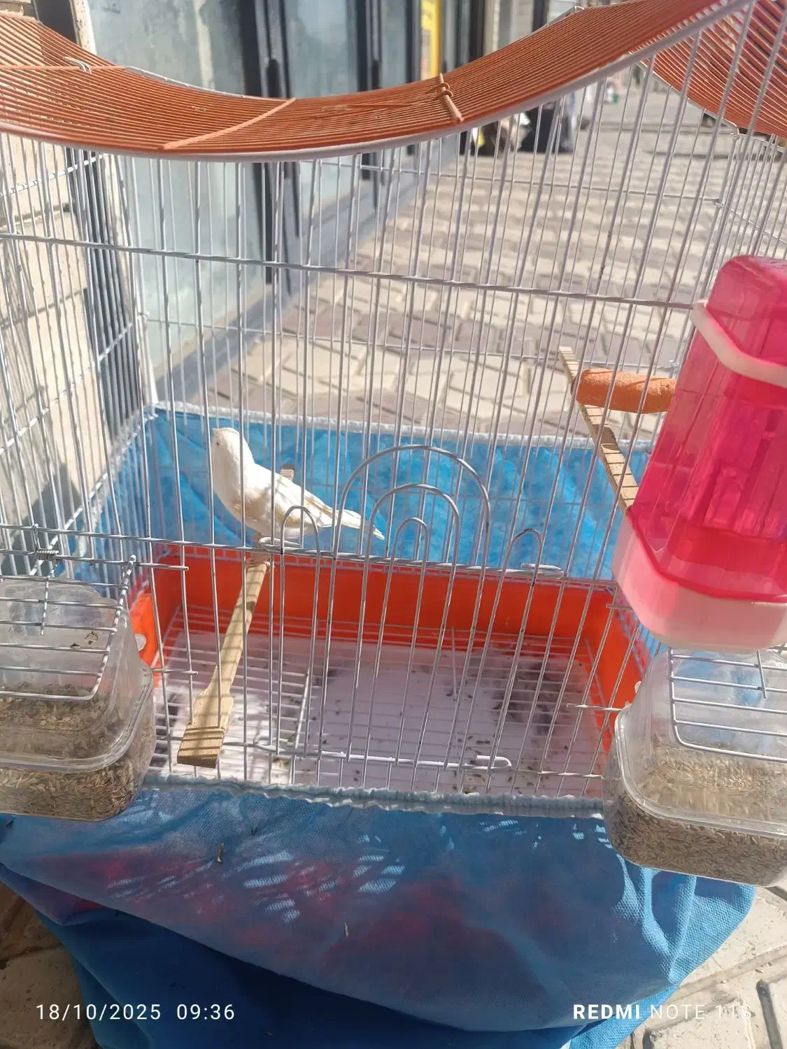 قناری ماده|پرنده|مریوان, |دیوار