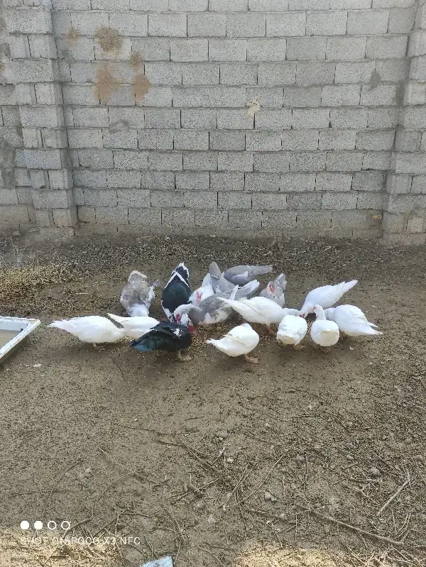 اردک اسرائیلی کمیاب طوسی16تایکجانروماده|حیوانات مزرعه|صوفیان, |دیوار