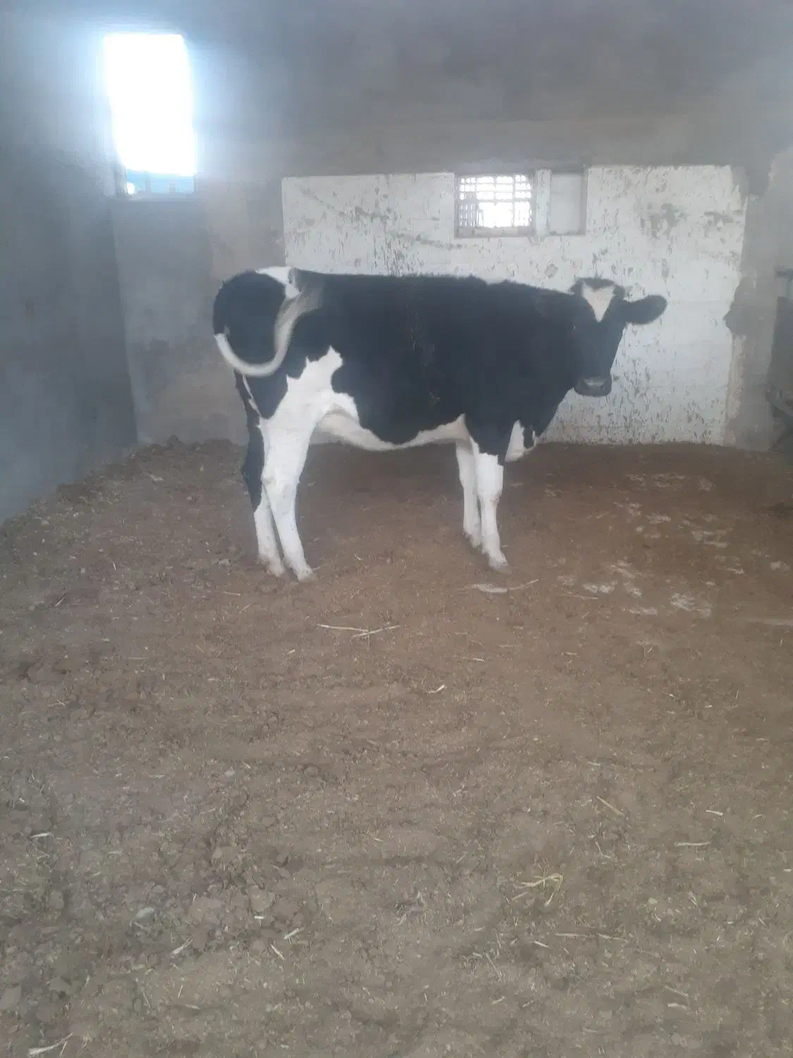 گوساله هلیشتان|حیوانات مزرعه|میبد, |دیوار