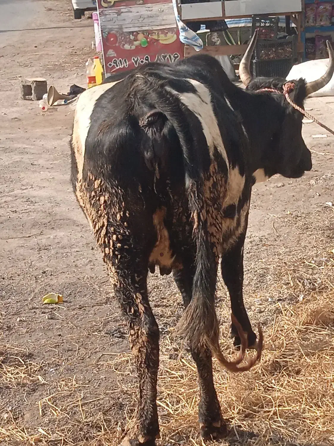 گاو چالوسی سه گوساله آورده جوان|حیوانات مزرعه|کیاشهر, |دیوار