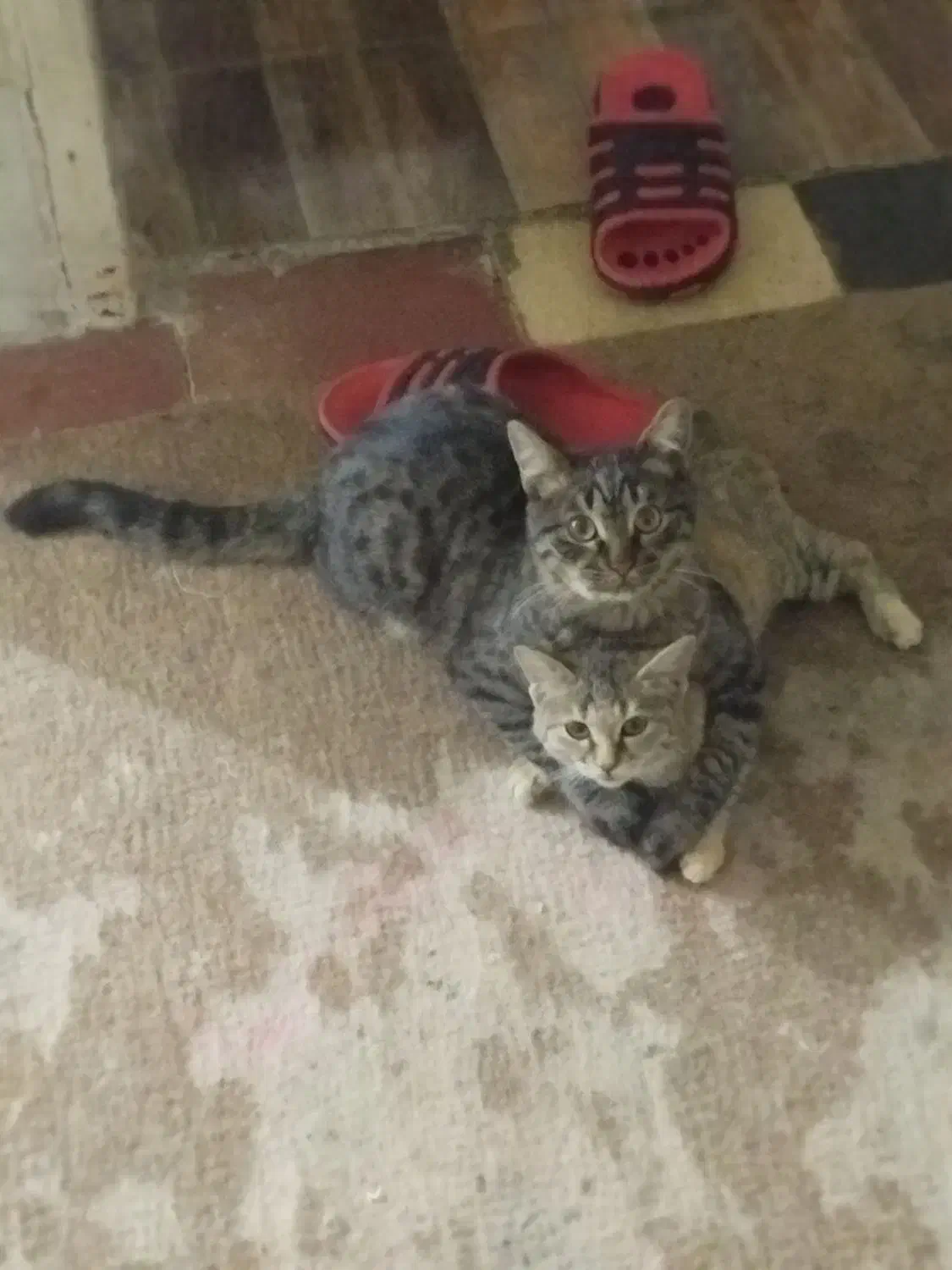 حیوان خانگی بچه گربه|گربه|شیراز, سعدیه جنوبی|دیوار