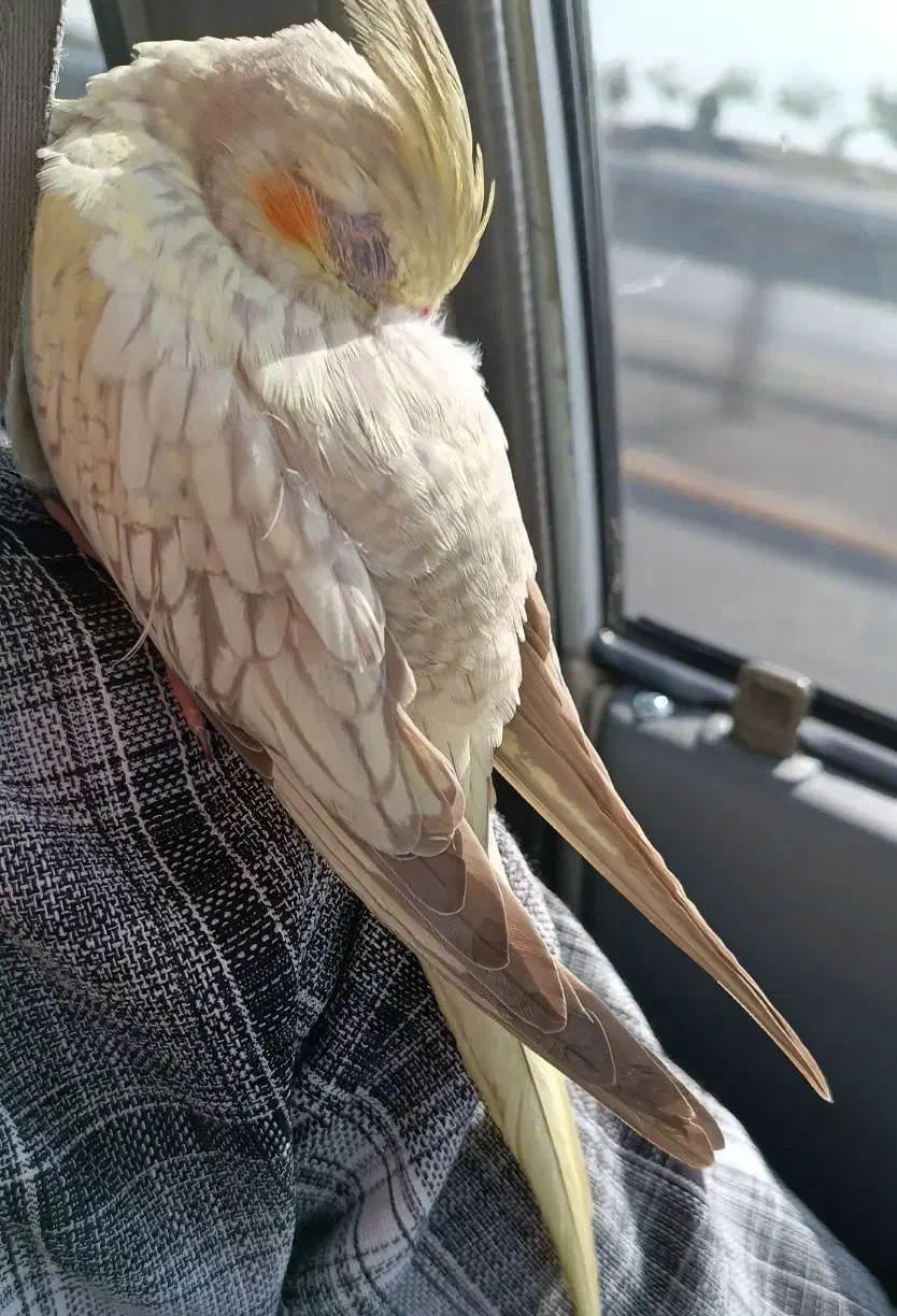 عروس هلندی دستی ( ماده )|پرنده|تایباد, |دیوار