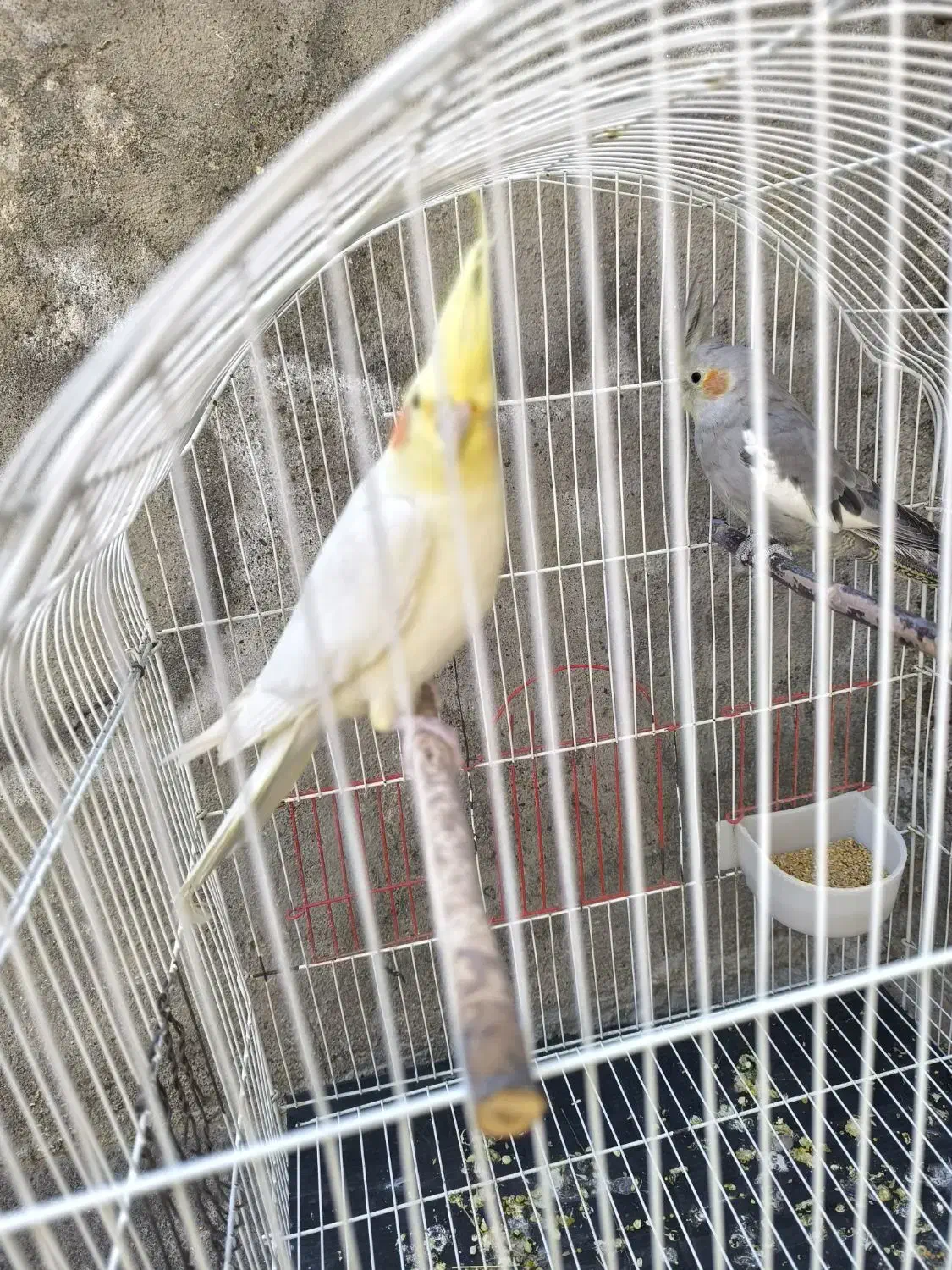 فروش عروس هلندی|پرنده|مراغه, |دیوار