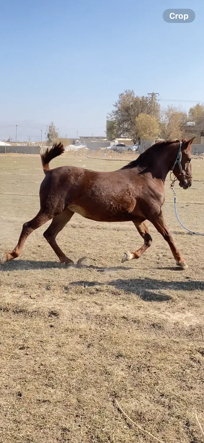 مادیون درجه یک ناب|اسب و تجهیزات اسب‌سواری|مرودشت, مسجد رسول‎|دیوار