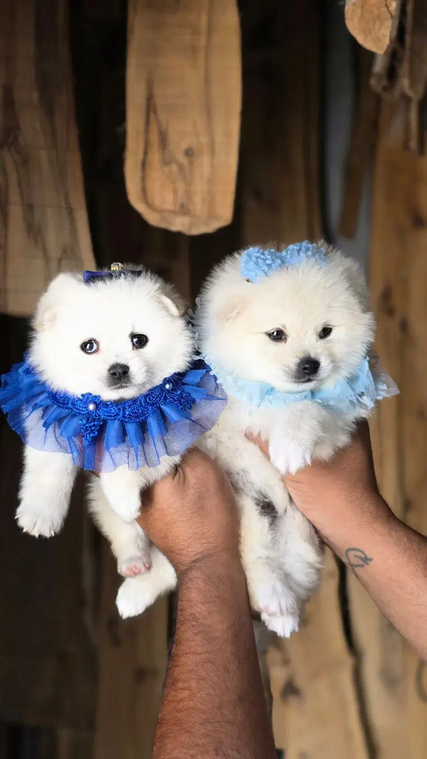 توله پامرانین|سگ|شیراز, شهرک گلستان شمالی|دیوار