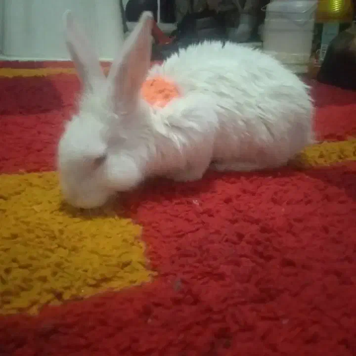 خرگوش. ازمایشگاهی.معاوضه با مرغ عشق یا طوطی.|موش و خرگوش|تبریز, |دیوار