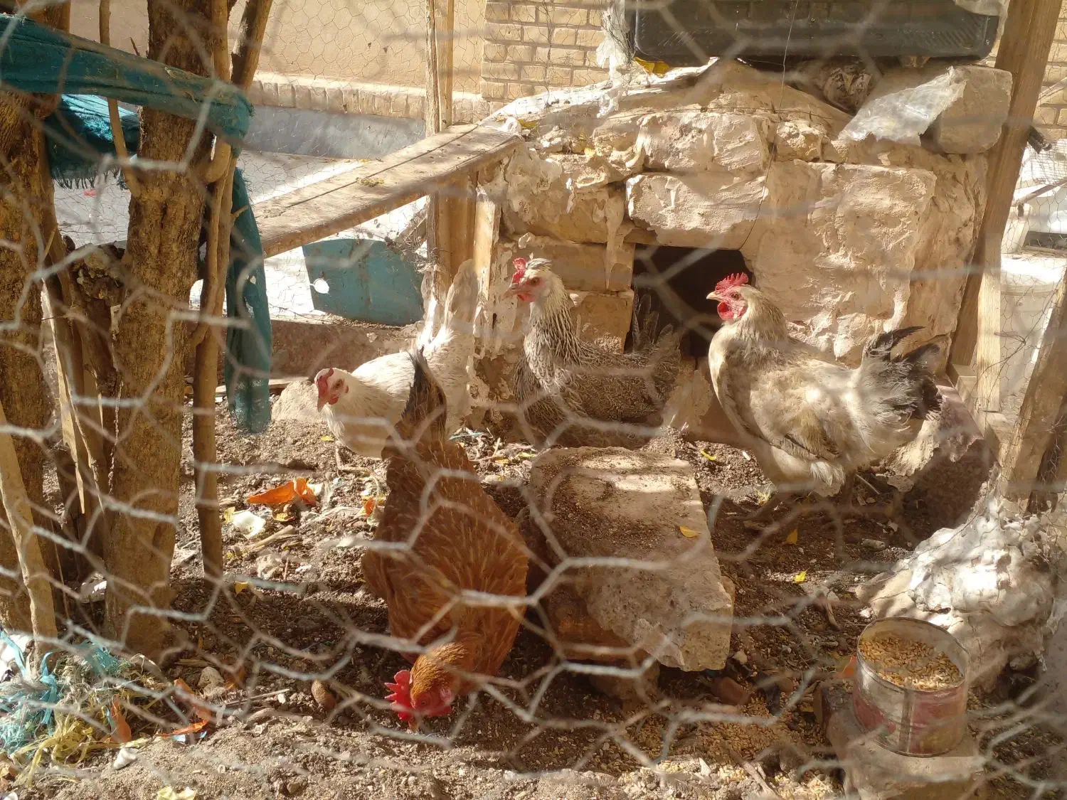 ۲ عدد مرغ تخمگذار|حیوانات مزرعه|قم, بوستان علوی|دیوار