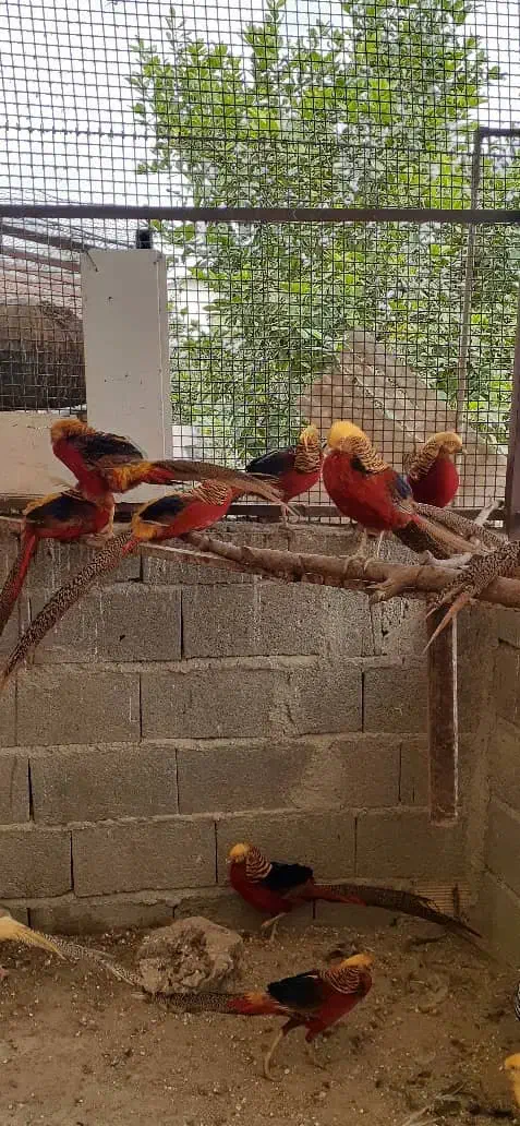 زیبا پرنده|پرنده|رامسر, |دیوار