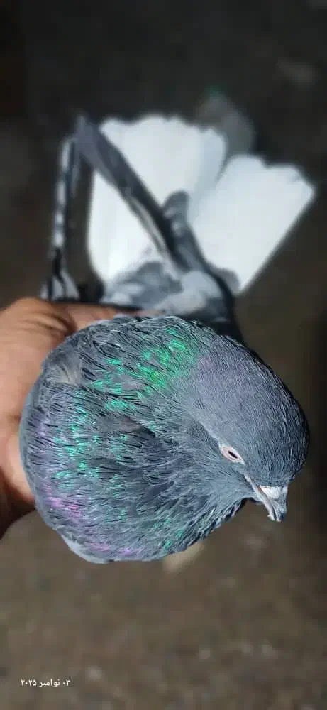 سبز دم سفید تخت|پرنده|جیرفت, |دیوار