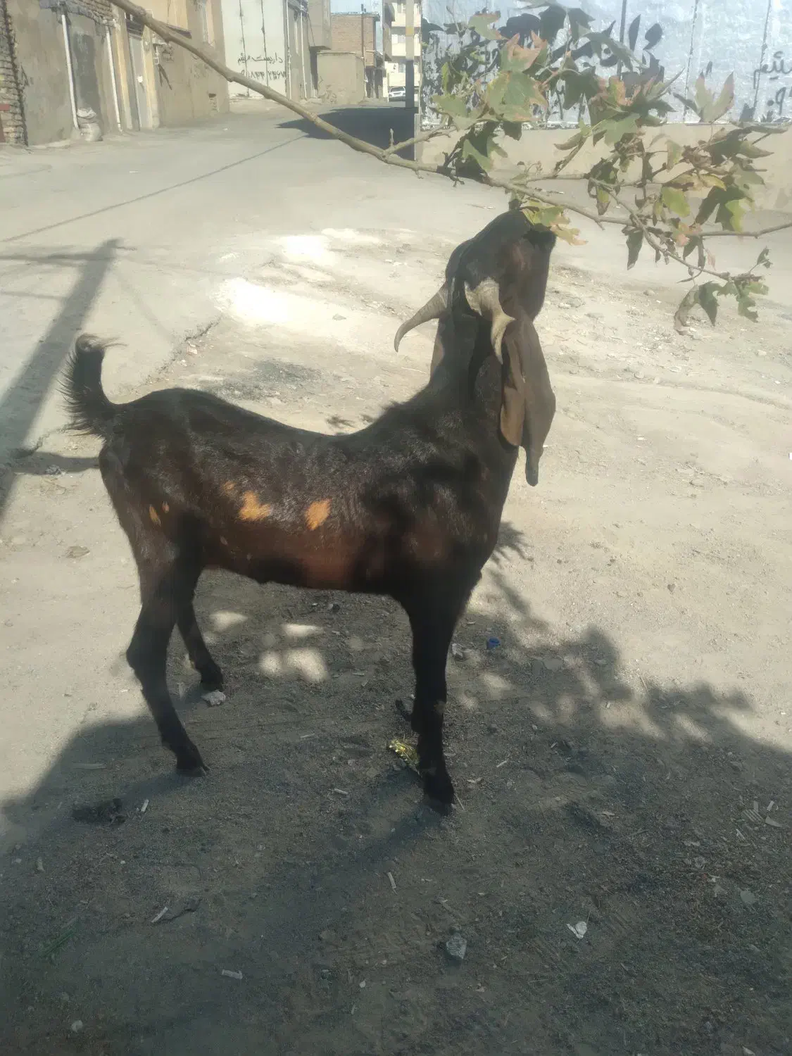 بزغاله نر نژاد هلندی|حیوانات مزرعه|هرسین, |دیوار