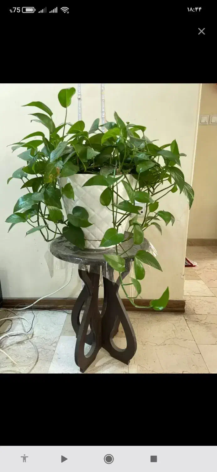 قلمه گل پتوس|گل و گیاه طبیعی|قزوین, |دیوار