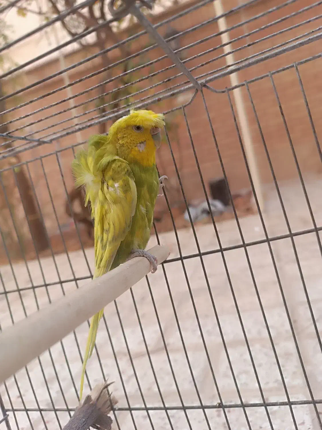 مرغ عشق پروانه ای|پرنده|شاهینشهر, فدک|دیوار