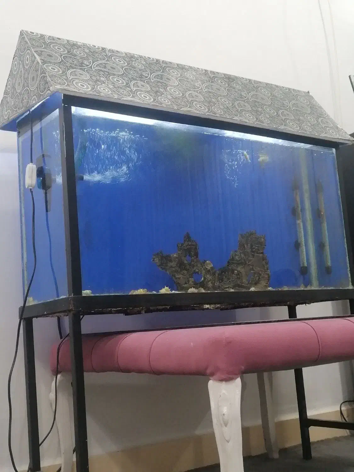 آکواریوم|ماهی|اندیمشک, |دیوار