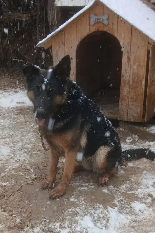 سگ ژرمن ماده|سگ|ساری, |دیوار