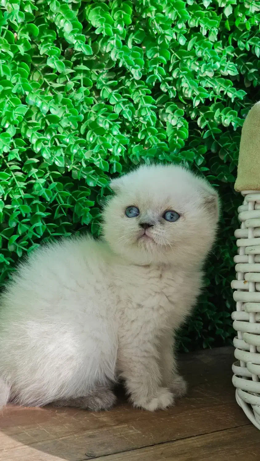 مرکز گربه با تخفیف|گربه|کرج, چهارصد دستگاه|دیوار