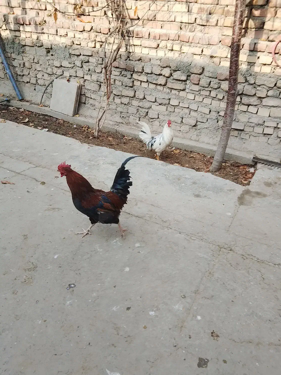 خروس فروشی گلین ومحلی|حیوانات مزرعه|کنگاور, |دیوار