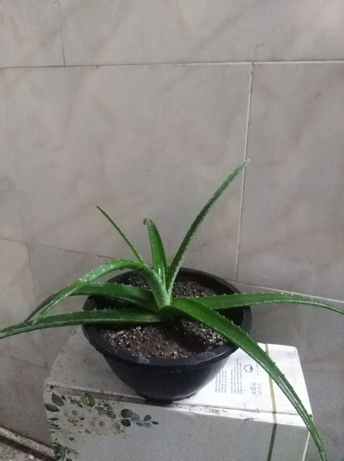 یک گلدان آلوورا|گل و گیاه طبیعی|پاکدشت, پاکدشت (مامازند)|دیوار