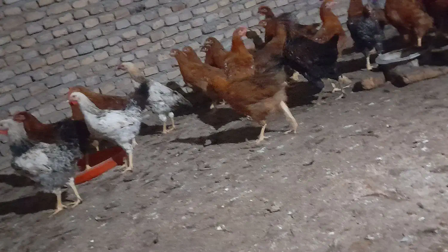 مرغ و خروس اصل محلی|حیوانات مزرعه|گمیشان, |دیوار