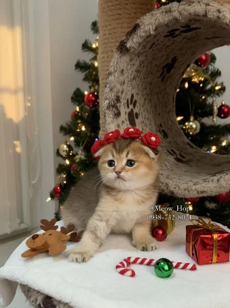 گربه اسکاتیش|گربه|شهرکرد, |دیوار