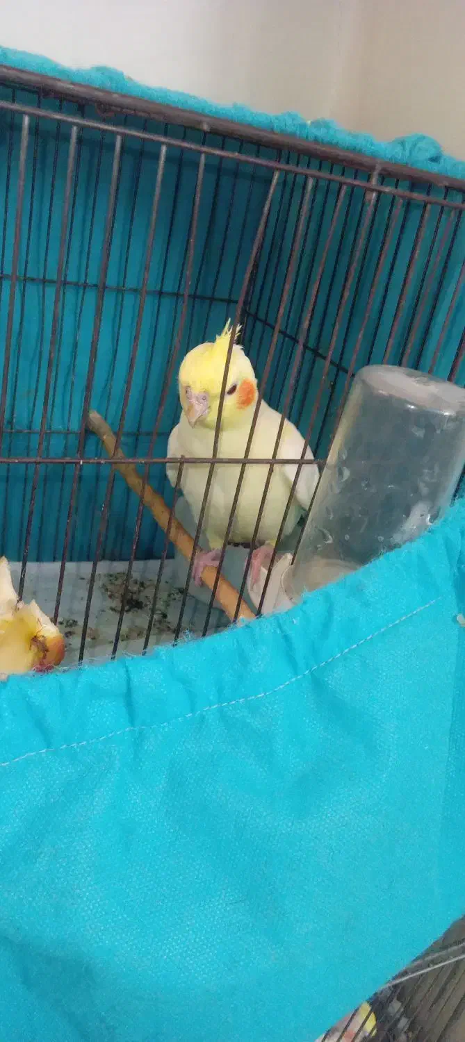 عروس هلندی لوتینوماده|پرنده|کهریزک, |دیوار