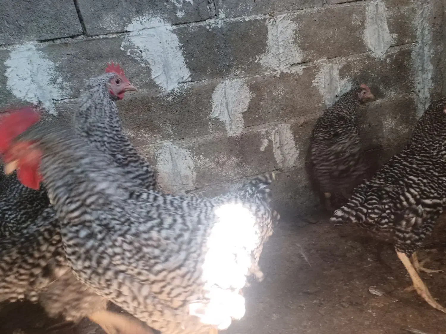 فروش خروس آمروک|حیوانات مزرعه|گرگان, |دیوار