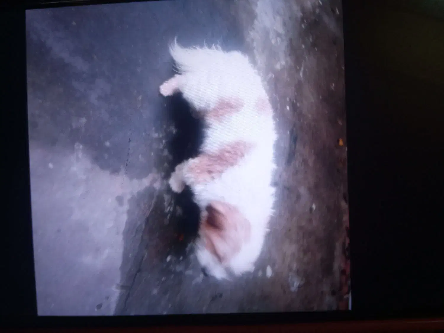 سگ گمشده|حیوانات|تنکابن, |دیوار